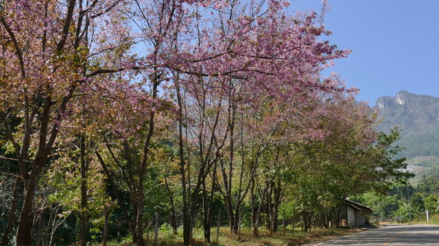 flower of wild himalayan cherry tree