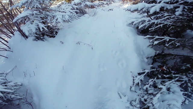 Trapper or Hunter POV Following Animal Footprint in Wild Forest