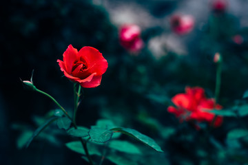 Obraz premium Colorful flower roses background