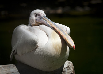 20080512_zoo_Bilderforum_031