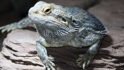 lizard, reptiles