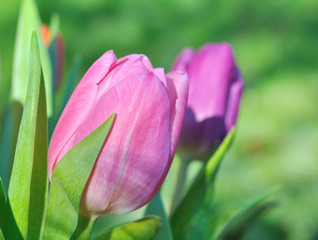gros plan d'une tulipe rose sur fond vert 
