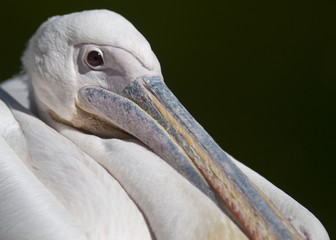 20080512_zoo_Bilderforum_061