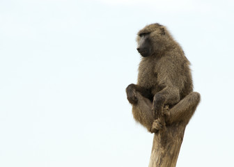 20080725_zoo_Bilderforum_096