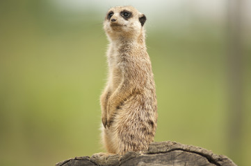 20080725_zoo_Bilderforum_099