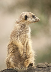 20080725_zoo_Bilderforum_098