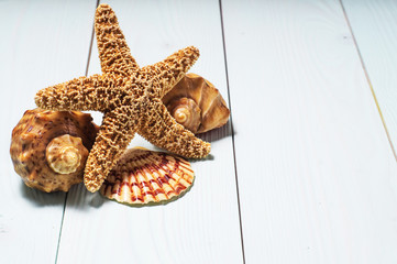 Wooden background with starfish and sea shells