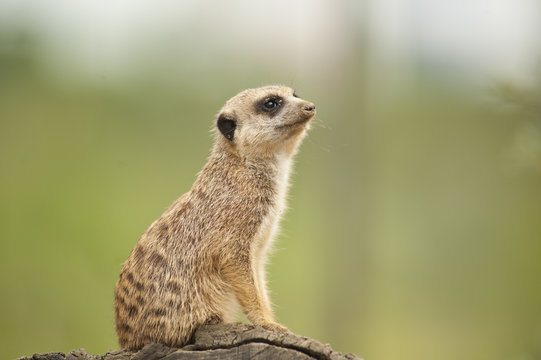 20080725_zoo_Bilderforum_100