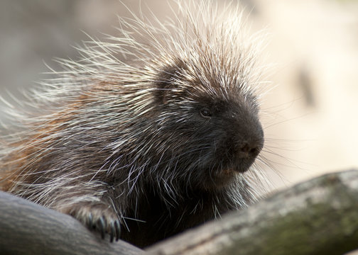 20080725_zoo_Bilderforum_116