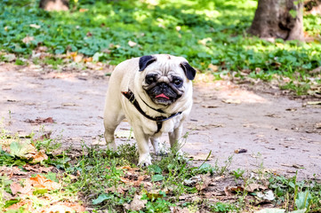 Pug dog standing on the grass