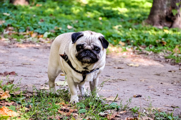 Pug dog standing on the grass