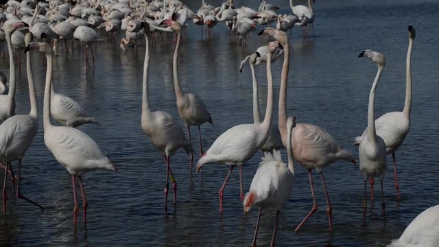 flamants roses