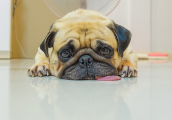 Cute dog puppy Pug sleep by chin and tongue lay on Floor