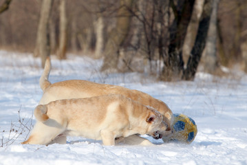 two yellow labradors in winter in snow with a ball