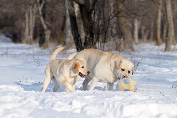 two nice yellow labradors in winter in snow with a ball