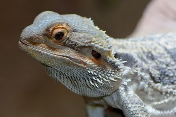 lizard, reptiles