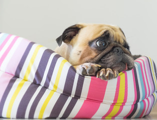 Close-up cute dog Pug puppy resting on her bed and watching to wait somethings