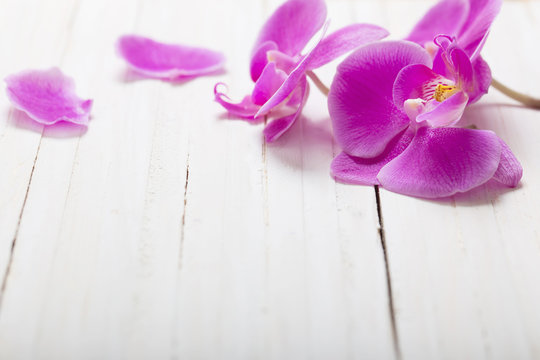 Orchid on white wood background