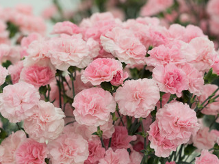 カーネーション