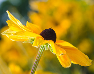 Gelber Sonnenhut (Rudbeckia)