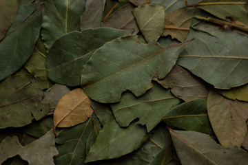 macro bay leaves for kitchen