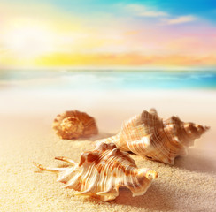Fototapeta na wymiar Seashells on the sunset beach. Sand, sky and ocean.