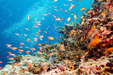 diving in colorful reef underwater