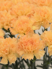 カーネーション