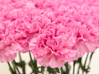 カーネーション