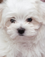 Maltese Puppy
