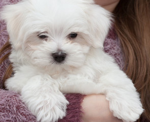 Maltese Puppy