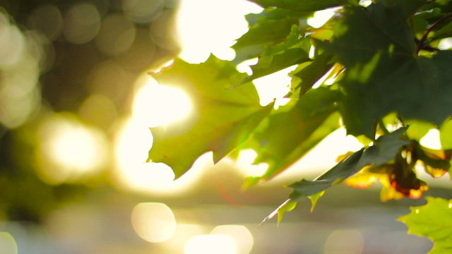 Orange light shining through leaves on a tree as the sun sets.