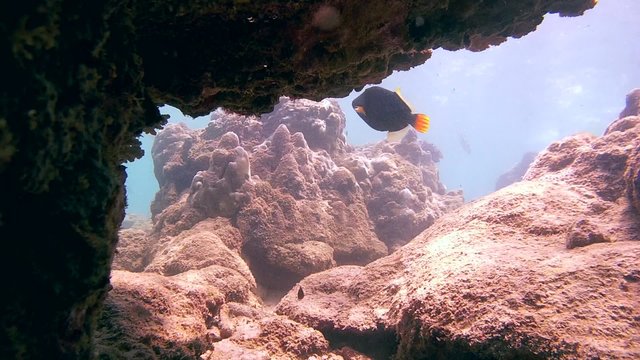 Orangestripe triggerfish (Balistapus undulatus) swims by the coral, Indian Ocean, Hikkaduwa, Sri Lanka, South Asia
