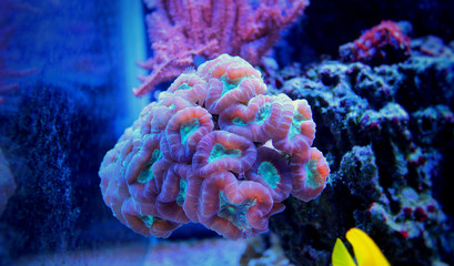 Fototapeta premium Candy Cane Coral (Caulastrea furcata) 