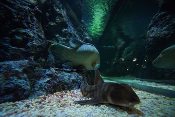 Aquarium 水族館