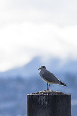 Seagull standing on a wooden post