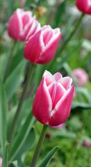 Tulpen rot-weiß