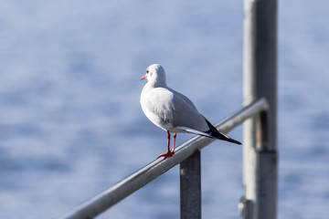 Seagull standing on a metal railing