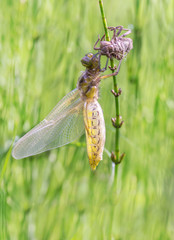 Plattbauch (Libellula depressa), Weibchen nach dem Schlupf