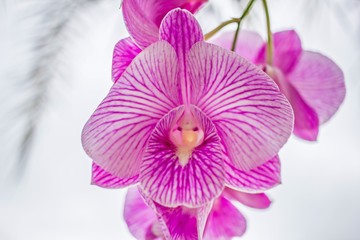 Beautiful Pink orchids close up background : Natural background and design element.