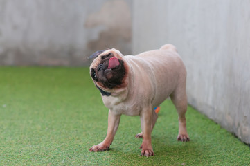 Close up cute of a pug puppy dog shaking water off his body on the ground after swim in local pool