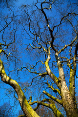 park in london spring  dead tree