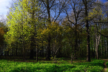Fototapeta premium Fresh Spring Foliage on Trees in a Park on a Fine May Day