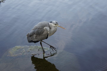 水上のアオサギ