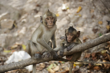 Two Thai Monkeys