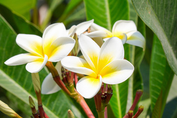 Frangipani flower