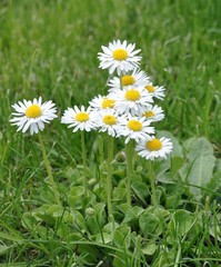 G&auml;nsebl&uuml;mchen im Fr&uuml;hling