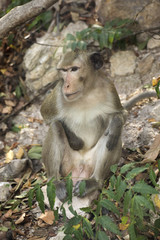 Thai Monkey