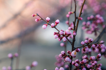 Cherry blossom in spring with soft focus, background