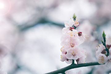 Cherry blossom in spring with soft focus, background
